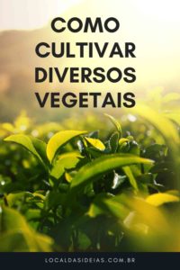 Read more about the article Como Cultivar Diversos Vegetais