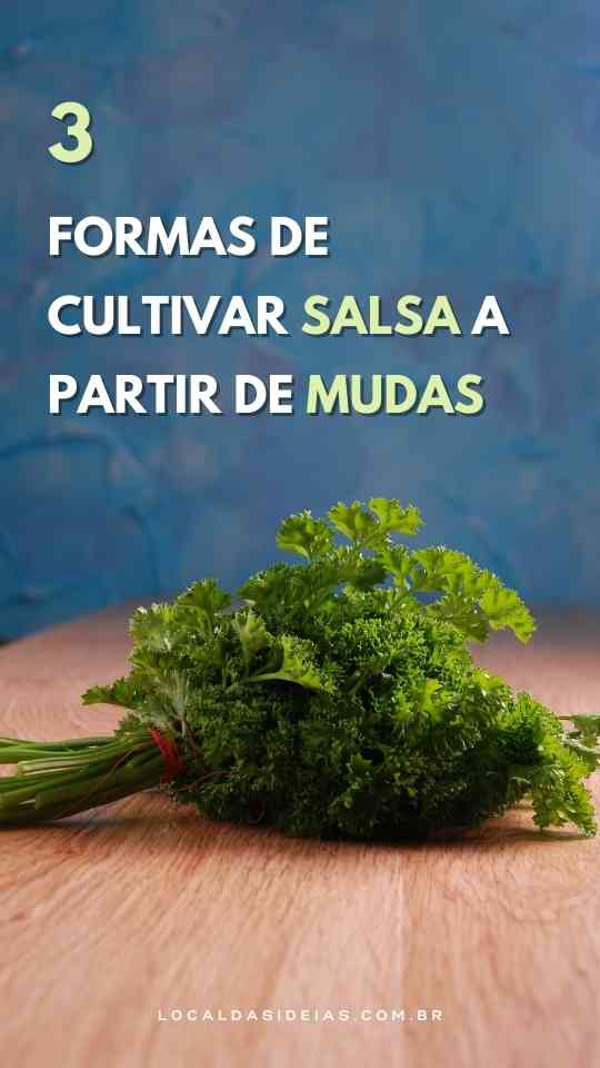 Read more about the article 3 Formas de Cultivar Salsa a Partir de Mudas