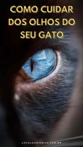 Read more about the article Como Cuidar dos Olhos do Seu Gato