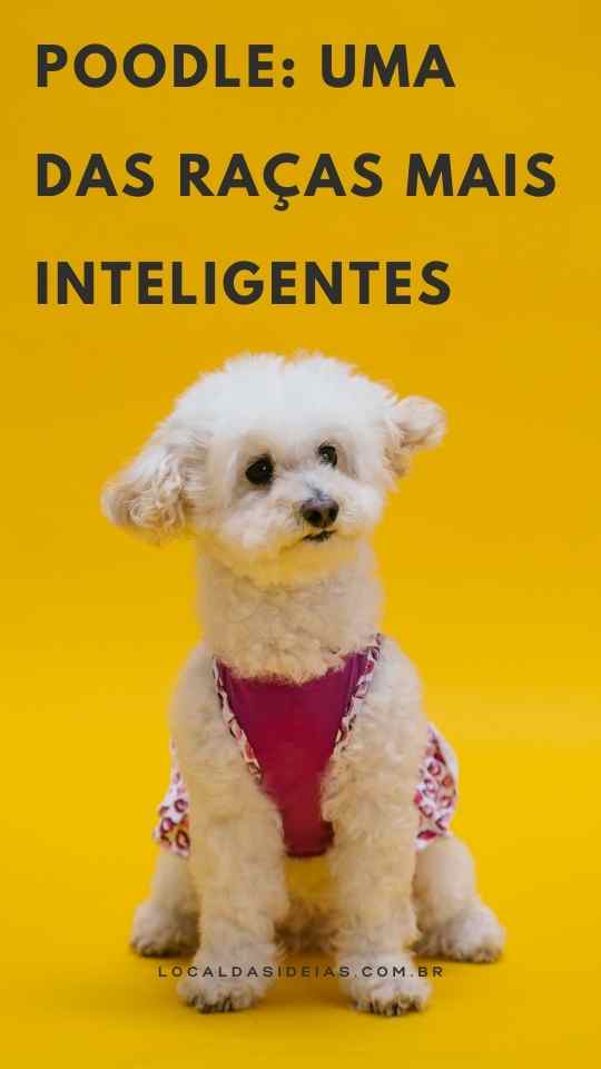 You are currently viewing Poodle: Uma das Raças Mais Inteligentes