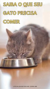 Read more about the article Saiba o Que Seu Gato Precisa Comer